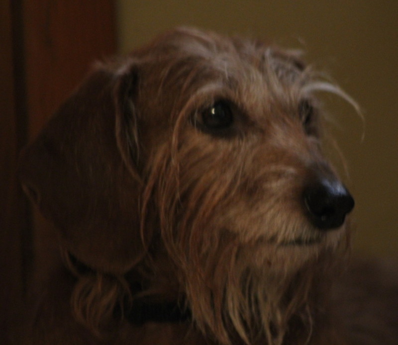 Irish Viking Dachshund with a beard