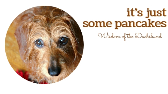 It's Just Some Pancakes Wisdom of the Dachshund